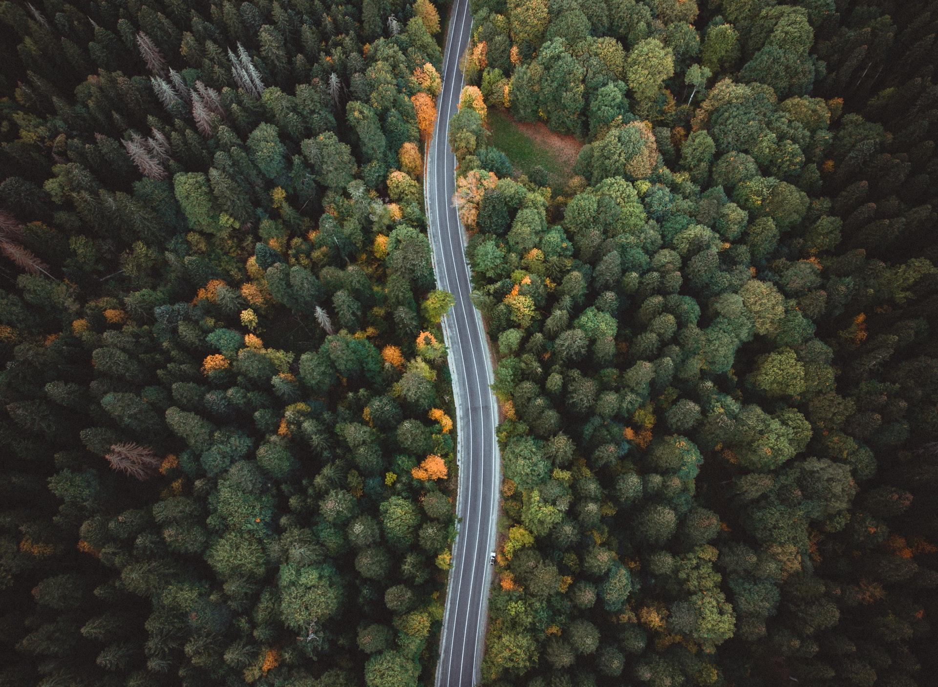 Road between forest